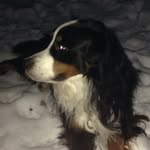 Victor Boudreau - @victor_le_chien - Instagram