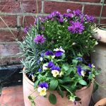 The Forensic Gardener - @victoriacrawfordbowles - Instagram