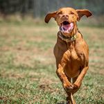 Victor - @victor.brewerydoglife - Instagram