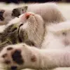 Victor Budeanu - @user1470957314952 - TikTok