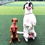 Victor Chamba - @adiestramiento_canino_ - Instagram