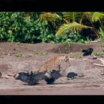Victor Chamba Díaz - @jaguarchamba - Instagram