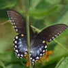 Victor Crow - @victor.crow - TikTok