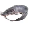 Victors Fishfarm - @victorfishfarm - TikTok