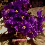 Виктор Мищенко - @victor.flowers26 - Instagram