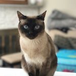 Victor Goodman - @victorthecatmemes - Instagram