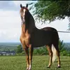 Sir Victor Group - @sir.victor.grp - TikTok