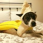 Victor Hugo Harvey - @victor_the_hound - Instagram