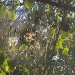 Victor Hirsch - @webspyyder - Instagram