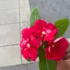 victorholman8 - @xx.worthy - TikTok