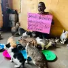 victor house of cats - @victor.house.of.cats - TikTok
