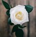 Victor Jamison - Facebook