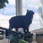 Victor Kozlov - @tetrakot2023 - Instagram