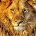 Victor Labib - Facebook