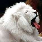 Victor Labib - @victor.labib.31 - Instagram