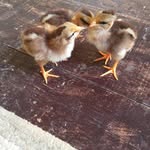 Víctor Leclerc - @leclerc8200 - Instagram