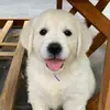 Victor Lecomte - @romy_the_golden - TikTok
