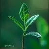 shooter - @victor.ledoux - TikTok