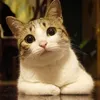Victor_McClellan - @Victor_McClellan - TikTok