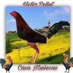 Victor Pellot - @gordo.no.limits - Instagram