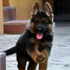 Victor Sandu - @victorsandu2 - TikTok