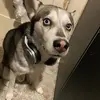 victorsantamaria401 - @sangrecolombiananyc - TikTok
