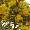 Lahu wisdom - @victor.shine56 - TikTok