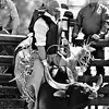 VictorStarkProBullrider - @victorstark11 - TikTok