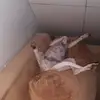 Victor Thorpe - @victor.thorpe6 - TikTok