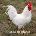 Victor Viola - Facebook