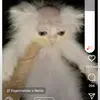 Victor Werner - @victor.werner - TikTok