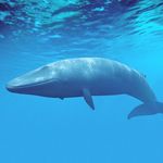 Victoria Bayer - @save._bluewhales15 - Instagram
