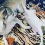 Victória Enderle - @victoriamartinsenderle - Instagram