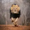 Victoria Falls Wild Hub🦁 - @victoriafalls_wildhub - TikTok