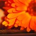 Victoria LeMaster - Facebook