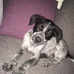 Victoria - @victoriathepointer - Instagram