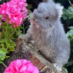 Victoria Ramsden - Facebook