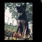 Victoria Rex - @rex_is__german_shepherd - Instagram