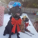 Victoria Sutter - @sd_keebler.at.your.service - Instagram