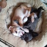 Victoria Tobin - @nightstorm2000 - Instagram
