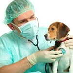 Medicina Veterinária - @vida_animal_veterinaria - Instagram