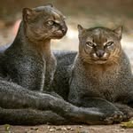 vida animal - @vida_animal32 - Instagram