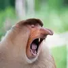 vida animal - @vidaanimal1234 - TikTok