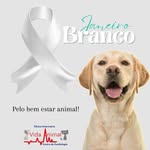 Vida Animal 🐾 - @vida.animalclinica - Instagram