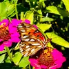 vida animal - @vida.animal88 - TikTok