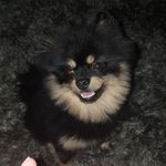 Cooper - @la_vida_cooper - Instagram