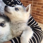 Husky Statk - @vidastark_ - Instagram