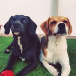 La vida de Gala y Stark - @lavidadegalaystark - Instagram