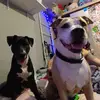 La Vida de Stark🐾 - @lavidadestark - TikTok