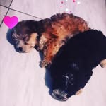 Vida e Stark - @vida_stark_dogs - Instagram